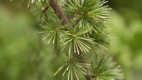 Detail of the coniferous tree   Stock Footage 111016574