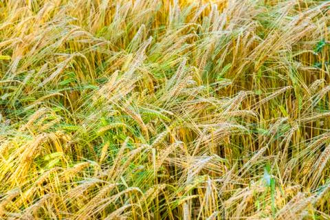Detail of corn field Stock Photos