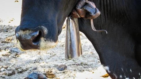 Detail of a cow's muzzle and neck, featuring a rustic metal cowbell against.. Stock Photos