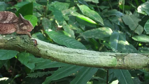 Detail of Crested chameleon from Congo Video stock 81531916