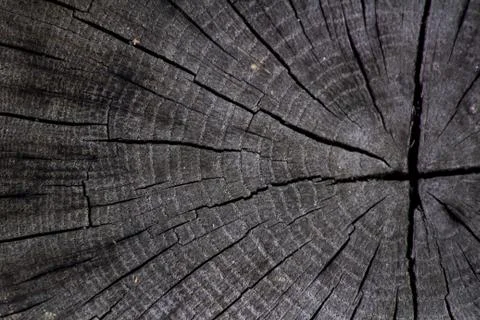 Detail of cross section of tree trunk. Black wooden background. Stock Photos