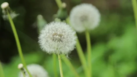 Detail of dandelion seedlings Stock Footage 74901443