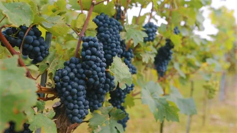 Detail of dark purple grape clusters on a grapevine swaying softly in the Stock Footage 345867376