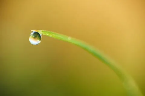 Detail of Dew drops Stock Photos