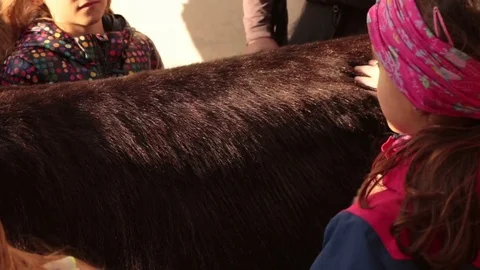Detail of donkey fur Stock Footage 82449953