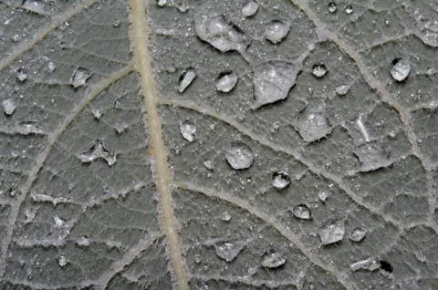 Detail of drops on leaf Stock Photos