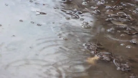 Detail of drops of rain falling into a puddle Stock Footage 69149454