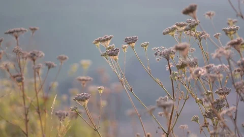 Detail of Dry Grass at Sunset Stock Footage 104013057