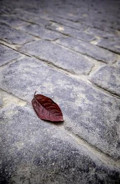 Detail of dry leaf in the fall, climate change and change of season Foto stock