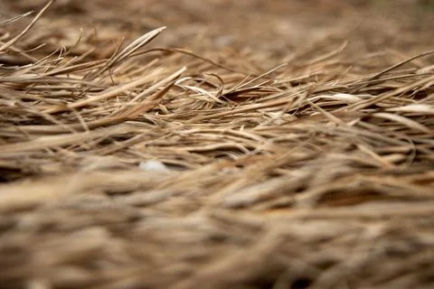 Detail of dry straw with depth of field Stock Photos