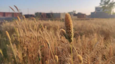 Detail of the ears of spring grass in wheat crop Stock-Footage 256975761