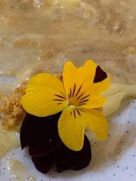 Detail of an edible flower Stock Photos