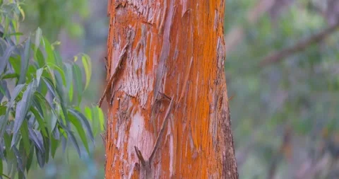 Detail of Eucalyptus Tree Bark with Natural Texture and Patterns Stock Footage 324810264