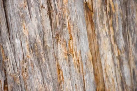 Detail Eucalyptus tree texture rainforest Tasmania Stock-Fotos