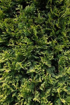 Detail of an evergreen leaf Stockfoto's