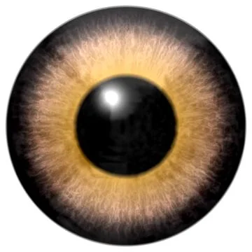 Detail of eye with brown colored iris and black pupil Illustrazione stock