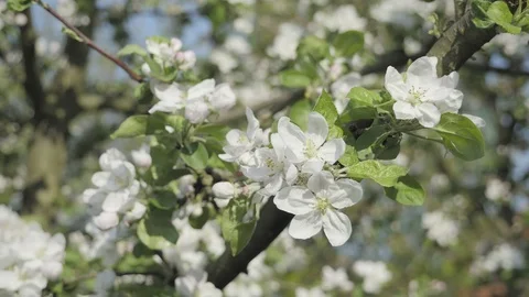 Detail of fall petals on spring theme. Apple blossom flower Vídeo Stock 90039535