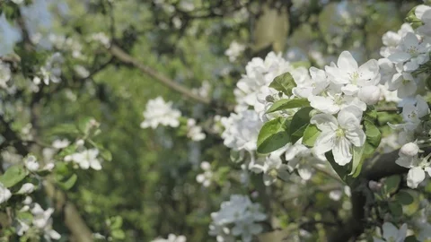 Detail of fall petals on spring theme. Apple blossom flower Vídeo Stock 90039631