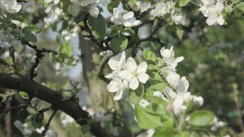 Detail of fall petals on spring theme. Apple blossom flower Stock Footage 90039636