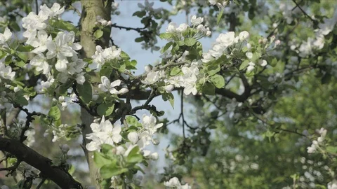 Detail of fall petals on spring theme. Apple blossom flower Vídeo Stock 90039801
