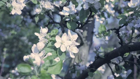Detail of fall petals,  spring theme. Apple blossom flower, cold cool atmosphere Stock Footage 90043646