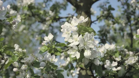 Detail of fall petals on spring theme. Apple blossom flower Vídeo Stock 90147454