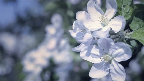 Detail of fall petals,  spring theme. Apple blossom flower, cold cool atmosphere Vídeo Stock 92496959