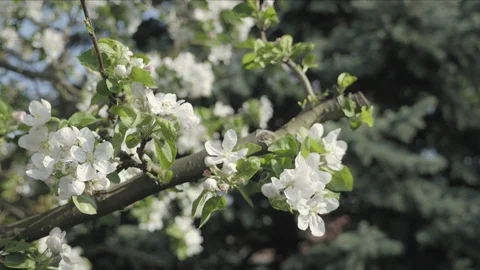 Detail of fall petals on spring theme. Apple blossom flower Vídeo Stock 92497080