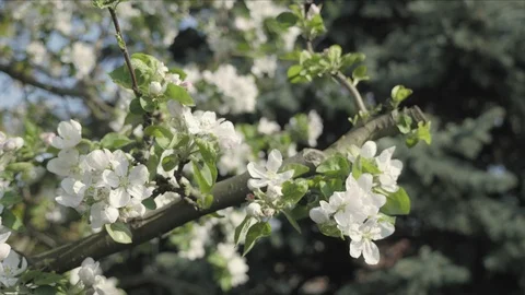 Detail of fall petals on spring theme. Apple blossom flower Видео 95339328