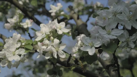 Detail of fall petals on spring theme. Apple blossom flower Видео 95340030