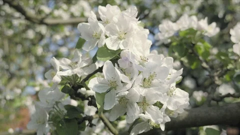 Detail of fall petals on spring theme. Apple blossom flower Stock Footage 95340110