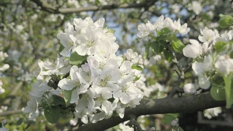 Detail of fall petals on spring theme. Apple blossom flower Видео 96689741