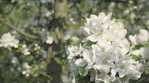 Detail of fall petals on spring theme. Apple blossom flower Видео 96695429