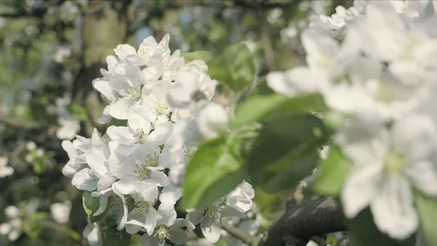 Detail of fall petals on spring theme. Apple blossom flower Видео 97056506