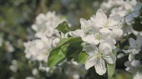 Detail of fall petals on spring theme. Apple blossom flower Видео 97057000
