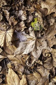 Detail of fallen leaf on a cold winter day in the forest Stock Photos
