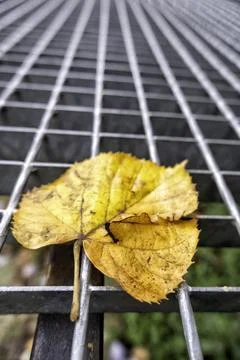 Detail of fallen leaf on a cold winter day in the forest 写真素材