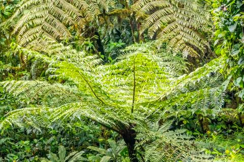 Detail of fern leaf in the jungle Stock Photos
