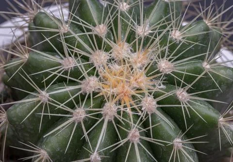Detail of Ferocactus echidne with sharp white prickles. Stock Photos