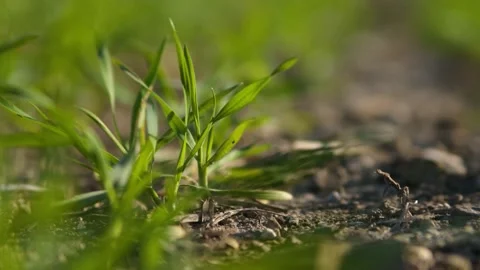 Detail Of Field, Grass Stock Footage 149672249