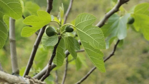 Detail of fig tree Stock Footage 74901424