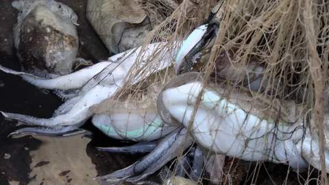 Detail of fish, cuttlefish and squid in the fishermen's net Stock Footage 127778202