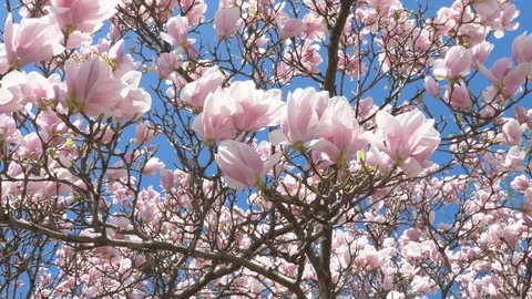 Detail of flower blossoms of magnolia tree. Spring in Toronto, Canada. Stock Footage