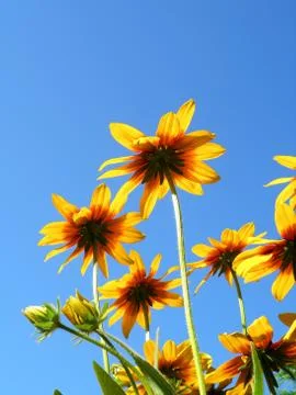 Detail of a flower Stock Photos