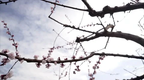Detail of a flowering branch of cherry. Stock Footage 61359237