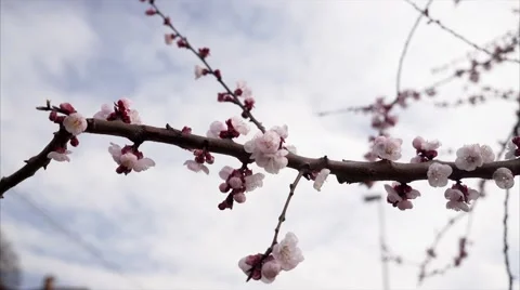 Detail of a flowering branch of cherry. Stock Footage 61359286