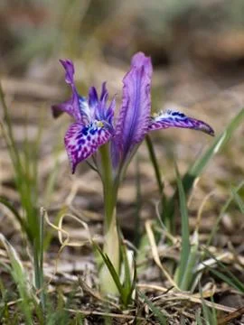 Detail of flowering tiny alpine Iris Stock Photos