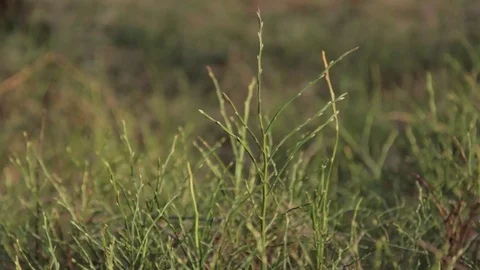 Detail on forest grass Stock Footage 85384078