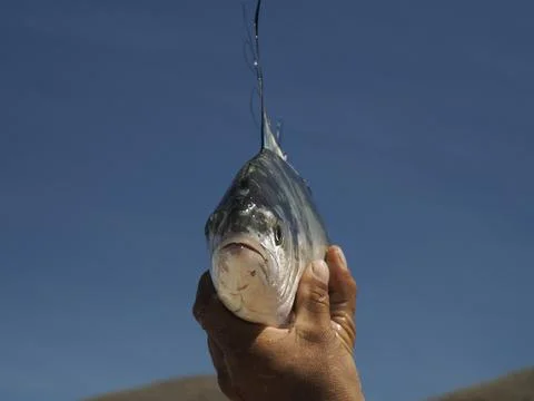 A detail of fresh caught fish cutting and cleaning in fisherman beach Punta L Stock Photos