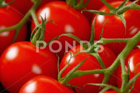 Detail Of Fresh Cherry Tomatoes